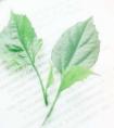 Xs苹果(xs苹果多少寸)